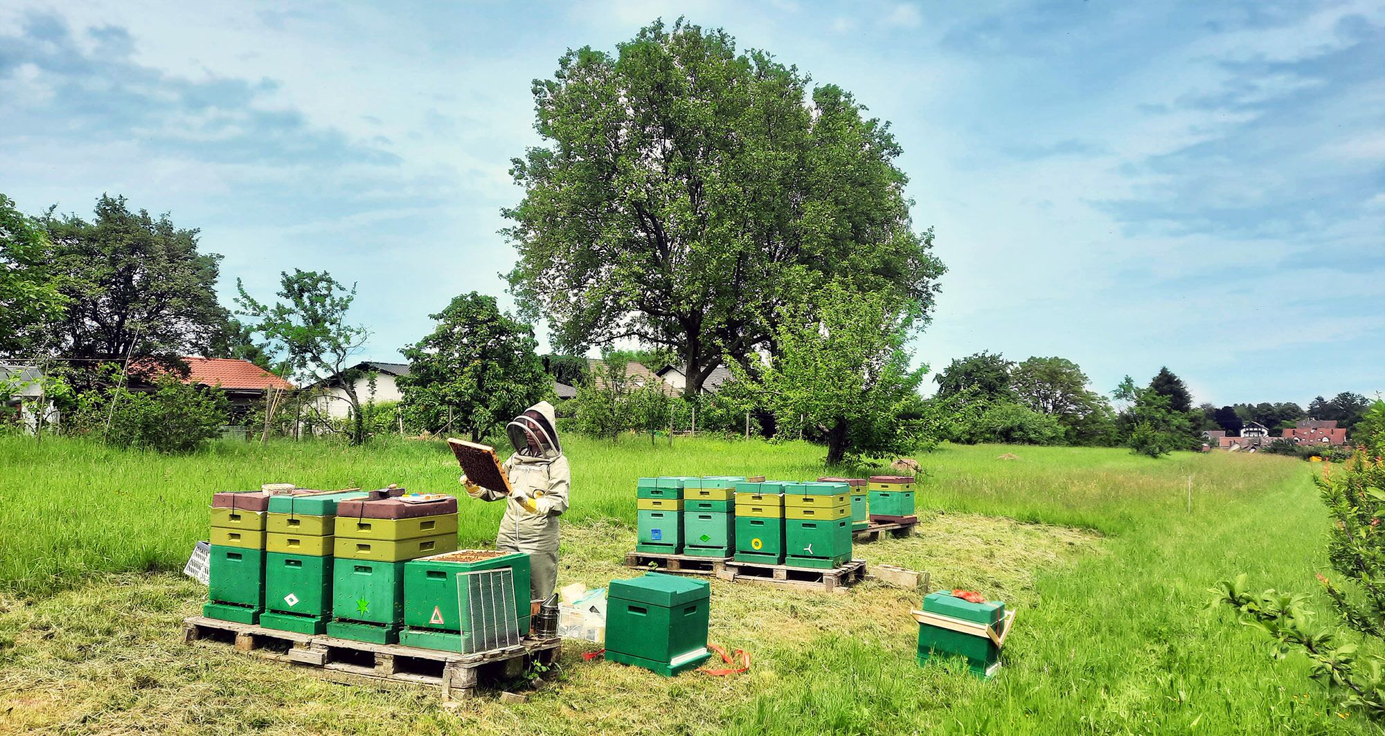 Reblandhonig Beekeeping - Honey from Baden-Baden / Neuweier at the foot of the Black Forest
